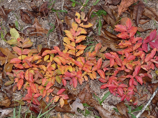 {Lagerstroemia indica}